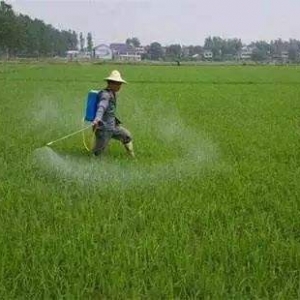 農藥除草劑哪個品牌好？識別除草劑哪種效果好的方法