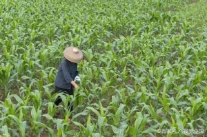 植物葉面肥品牌哪個好，怎么選